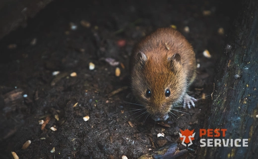 Дератизация в Петропавловске-Камчатском